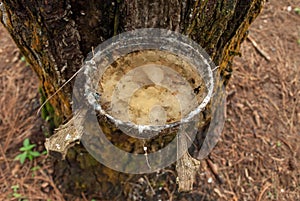 Pine sap which is accommodated with coconut shells